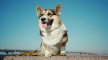 Mavi arka planda oturan tatlı köpek Welsh Corgi cinsi.