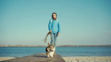 Tatlı köpek Welsh Corgi soyu mavi gökyüzü arka planında sahilde yürüyor.
