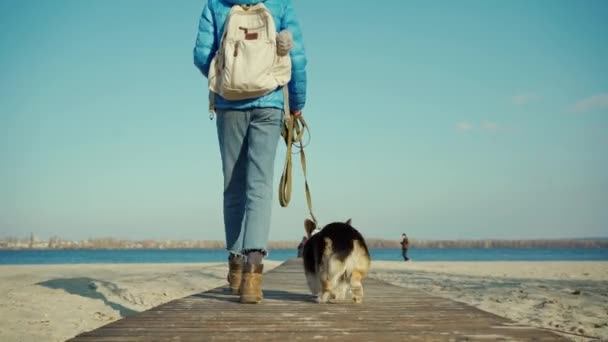 Zadní pohled na ženu a roztomilý rozkošný pes Welsh Corgi Pembroke plemeno chůze na písečné pláži — Stock video