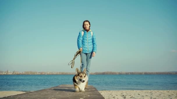 Милая собака валлийской породы Корги прогуливаясь по пляжу на голубом фоне неба — стоковое видео