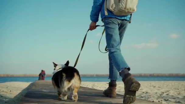 Vista trasera de la mujer y lindo perro adorable galés Corgi Pembroke raza caminar en la playa de arena — Vídeo de stock