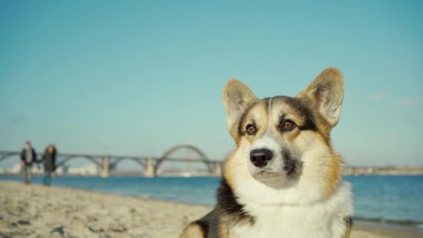 Niedlicher Hund Welsh Corgi Rasse sitzt auf blauem Himmel Hintergrund — Stockvideo