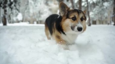 Şirin, komik ve üç renkli Pembroke Galli Corgi köpeği kış günü parkta açık havada kar altında yürür ve bir şeyler arar ve koklar.