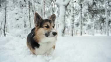 Komik ve ilginç üç renkli Pembroke Galli Corgi köpeği kış günü parktaki derin karda yürüyor ve bir şeyler arıyor ve kokluyor.