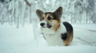 tapılası üç renkli Pembroke Galli Corgi köpeği kış günü parkta açık havada kar altında duruyor.