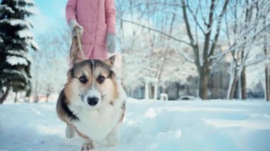 Üç renkli Pembroke Galsh Corgi, güzel Corgi köpeği açık havada kadın sahibiyle açık havada yürüyor açık hava güneşli kış gününde