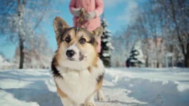 Üç renkli Pembroke Welsh Corgi 'nin portresi, güzel Corgi köpeği açık havada bayan sahibiyle parlak kış gününde yürüyor.