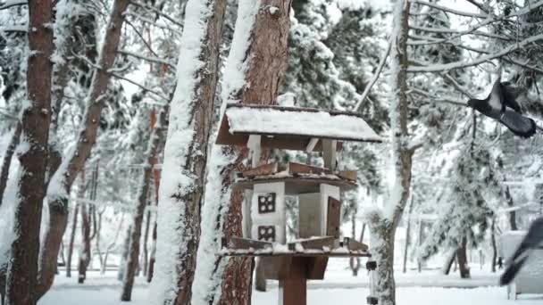 スローモーション素敵な木製の鳥の家や鳥のフィーダーや森や公園で寒い雪の冬にハトを飛んで — ストック動画