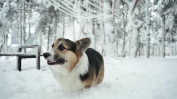 Χαριτωμένο τρίχρωμος Pembroke Welsh Corgi σκυλί τρέχει σε εξωτερικούς χώρους σε βαθύ χιόνι στο πάρκο την ημέρα του χειμώνα. — Αρχείο Βίντεο