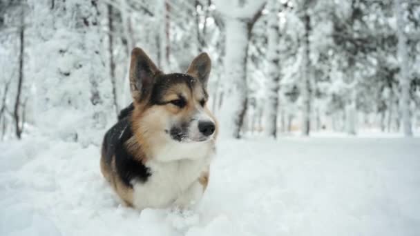 Funny and curious tricolor Pembroke Welsh Corgi dog walking outdoors in deep snow in park at winter day and seeks out something and sniffs — Stock Video
