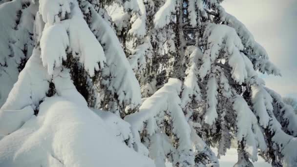 Studená zasněžená zima v lese — Stock video