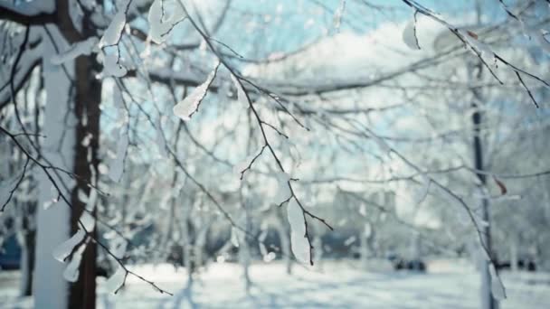 Frío invierno nevado en la ciudad — Vídeos de Stock