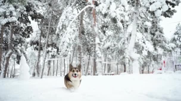 Cámara lenta lindo divertido y curioso tricolor Pembroke galés Corgi perro caminando al aire libre en nieve profunda en el parque en invierno — Vídeo de stock