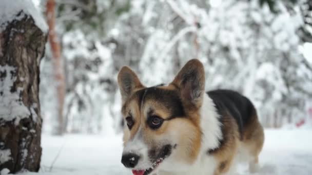 Primer plano cámara lenta lindo divertido y curioso tricolor Pembroke galés Corgi perro caminando al aire libre en nieve profunda en el parque en invierno — Vídeos de Stock