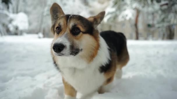 Close-up slow motion schattig grappig en nieuwsgierig driekleurig Pembroke Welsh Corgi hond wandelen buiten in diepe sneeuw in het park op winterdag — Stockvideo