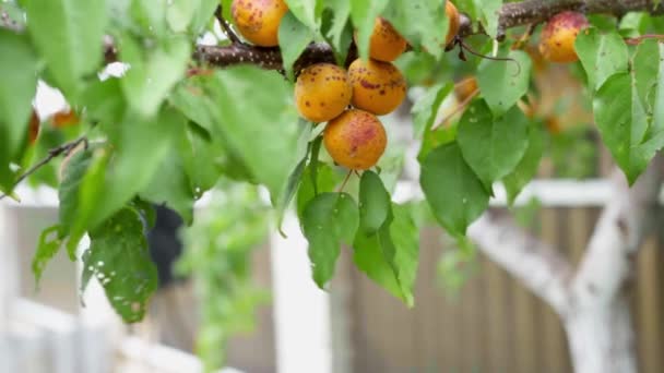 Childrens hand plucks ripe apricot from tree branch — Stock Video