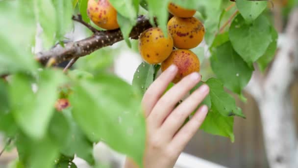 Childrens hand plucks ripe apricot from tree branch — Stock Video