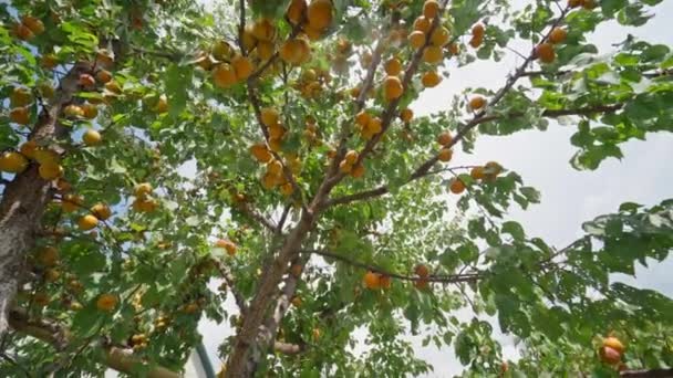 Много спелых абрикосов на ветке дерева — стоковое видео
