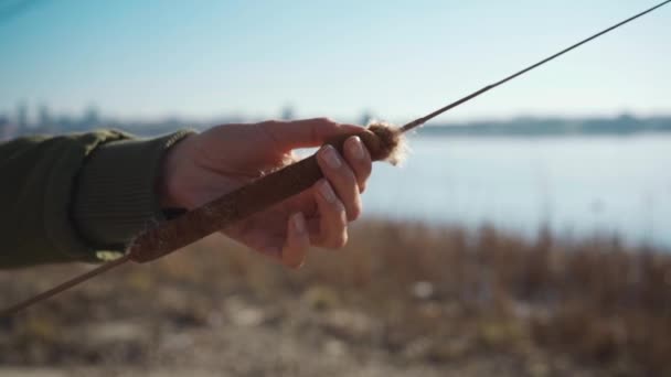 A dry cone of reeds in female hand — Stock Video