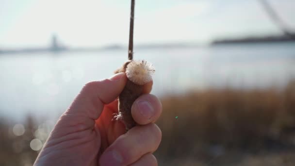 Close-up droge kegel van riet in mannelijke hand — Stockvideo