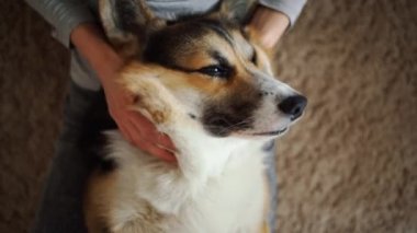 Yakından bakınca tatlı, gevşemiş Corgi köpeği kadın bacakları üzerinde yatıyor..