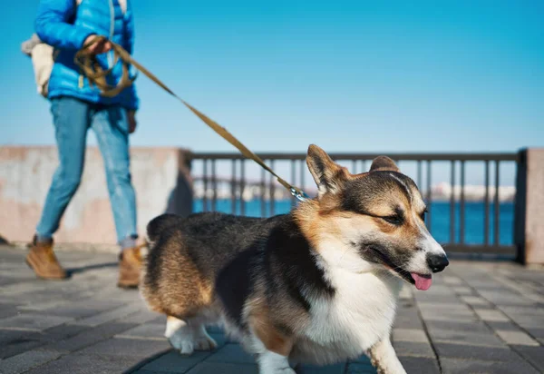 Leende Walesiska Corgi Hund Promenader Med Ägare Solig Dag Med — Stockfoto