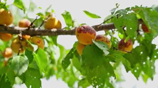 Tutup aprikot oranye matang di cabang pohon — Stok Video