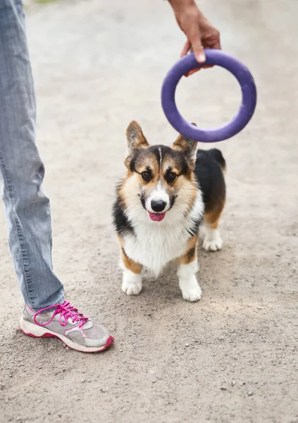 可爱的威尔士科尔吉犬与他的主人在外面 玩玩具滑翔机 狗在户外散步的概念 — 图库照片