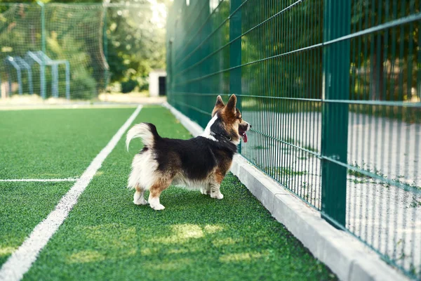 Welsh Corgi Dog Standing Green Grass Looking Fence Grate Stadium — Stock Photo, Image