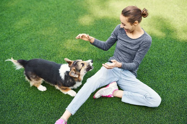 Vtipný Welsh Corgi Pes Usměvavá Šťastná Žena Sedí Trávě Hraje — Stock fotografie