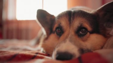 Uykulu Galli Corgi köpeğinin portresi. Evdeki yatakta yatan sevimli bir hayvan..