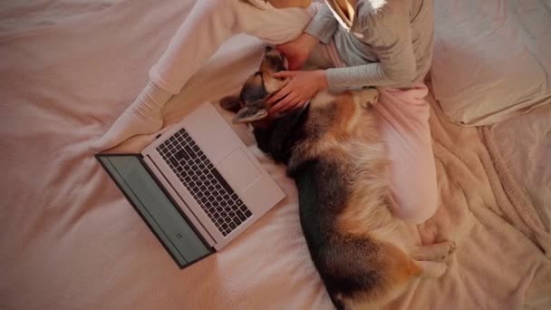 トップ表示可愛いです女の子ノートパソコンをベッドの上に座ってストレッキングと巨大なかわいい犬コーギー品種 — ストック動画