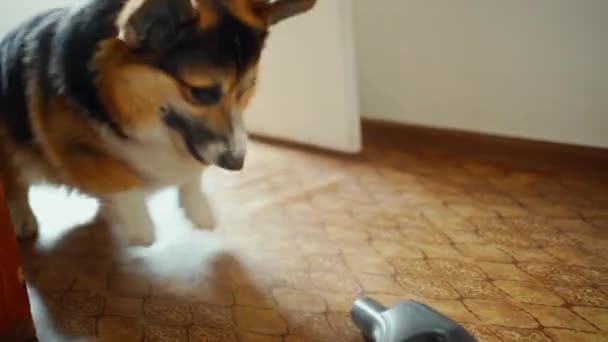 Λίγο αστείο και μανία Corgi Σκύλος γαβγίζει και επιτίθεται ηλεκτρική σκούπα. — Αρχείο Βίντεο