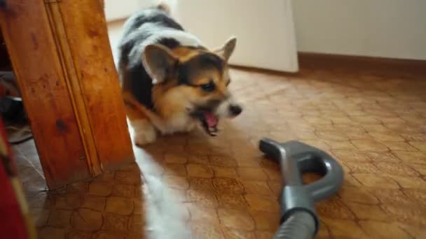 Λίγο αστείο και μανία Corgi Σκύλος γαβγίζει και επιτίθεται ηλεκτρική σκούπα. — Αρχείο Βίντεο