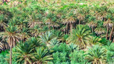 Fas 'taki Oasis Palmiye Bahçesi. Arka plan Panoraması. Üst ekran. 