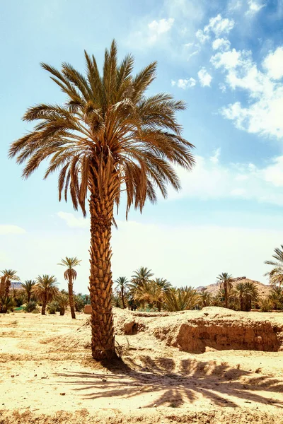 Date palm tree growing in a desert grove. Sunny day, blue sky, clouds. Shade from a palm tree. Morocco. Vertical.  Close up.