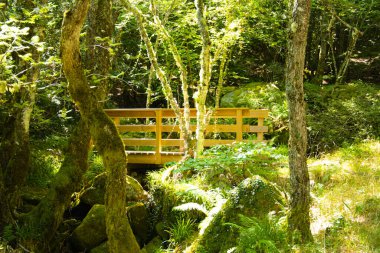 Sanabria, Zamora 'daki Tejedelo ormanının geçitleri.