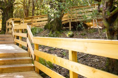 Sanabria, Zamora 'daki Tejedelo ormanının geçitleri.