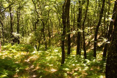Sanabria, Zamora 'daki Tejedelo ormanının geçitleri.