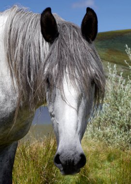 Doğada özgür vahşi at