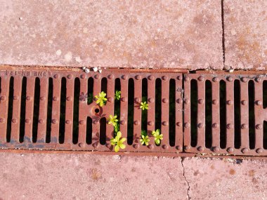 Kanalizasyon çitleri ve yapraklarıyla kırmızı beton zemin