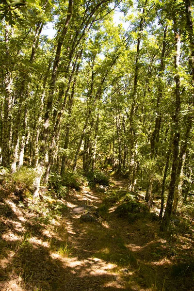 Passerelle Della Foresta Tejedelo Sanabria Zamora — Foto Stock