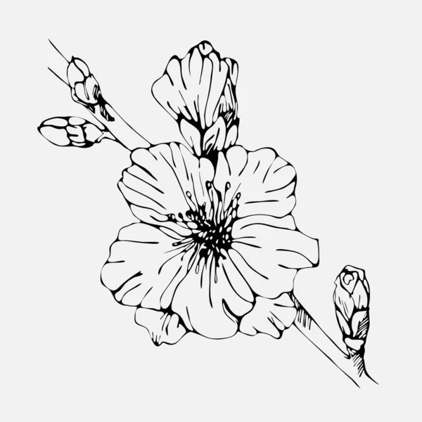 Bunte Sakura Zweige Handzeichnung Botanischer Frühling Illustration — Stockvektor