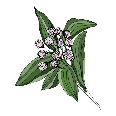 Beyaz yalıtılmış arka planda dalda kapalı elma ağaçları. Tek nesne