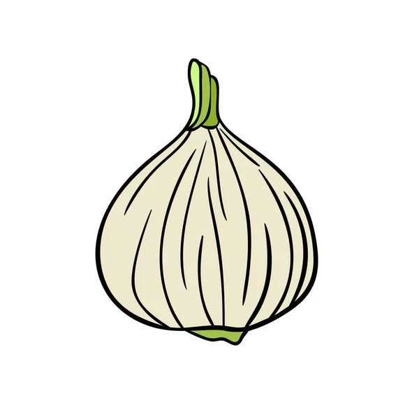 Line Drawn Garlic White Isolated Background Single Vegetable — Stock Vector