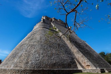 En yaşlı Mayalar ormanda bir ağaçla harabe yapar.