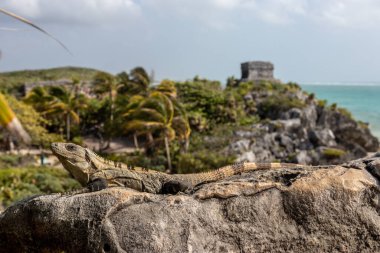 Iguana, Meksika plajına bedel.