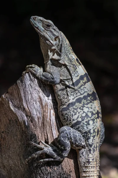 Pomarańczowy Iguana Tropikalny Gad — Zdjęcie stockowe