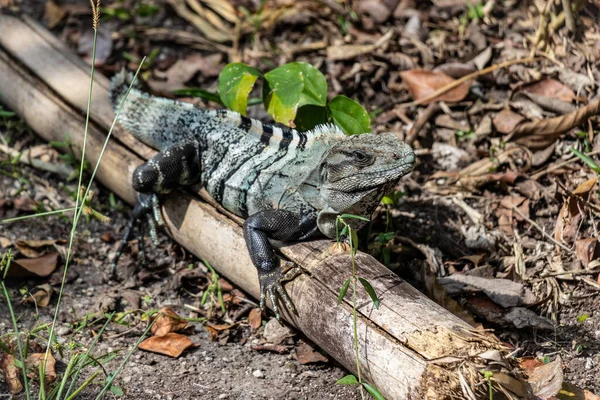 Naranja Iguana Reptil Tropical — Foto de Stock