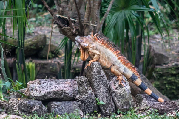 Iguana Laranja Réptil Tropical — Fotografia de Stock